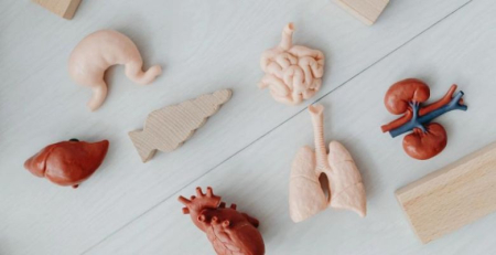 Número de transplantes do pulmão atingiu o maior número de sempre