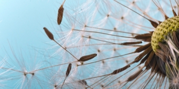 Alergia aos pólenes afeta 20% da população