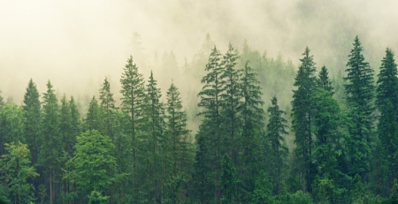 Sociedade Portuguesa de Pneumologia planta mil árvores no Pinhal de Leiria